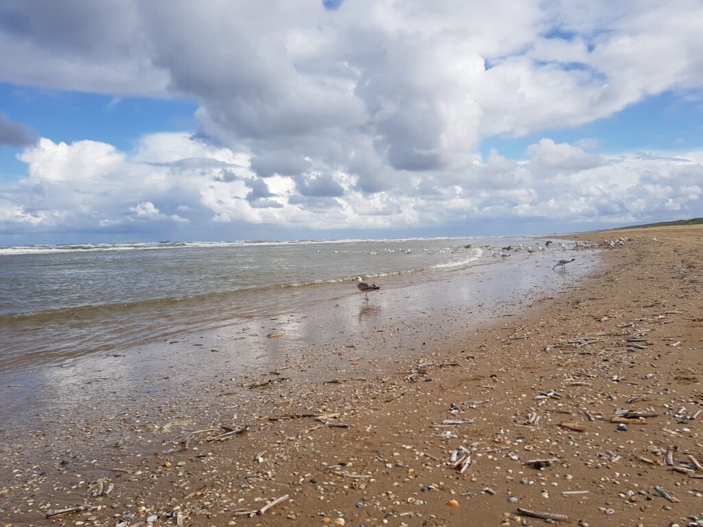 Uitvaart aan zee begraven of cremeren in Den Haag door Mare Uitvaart